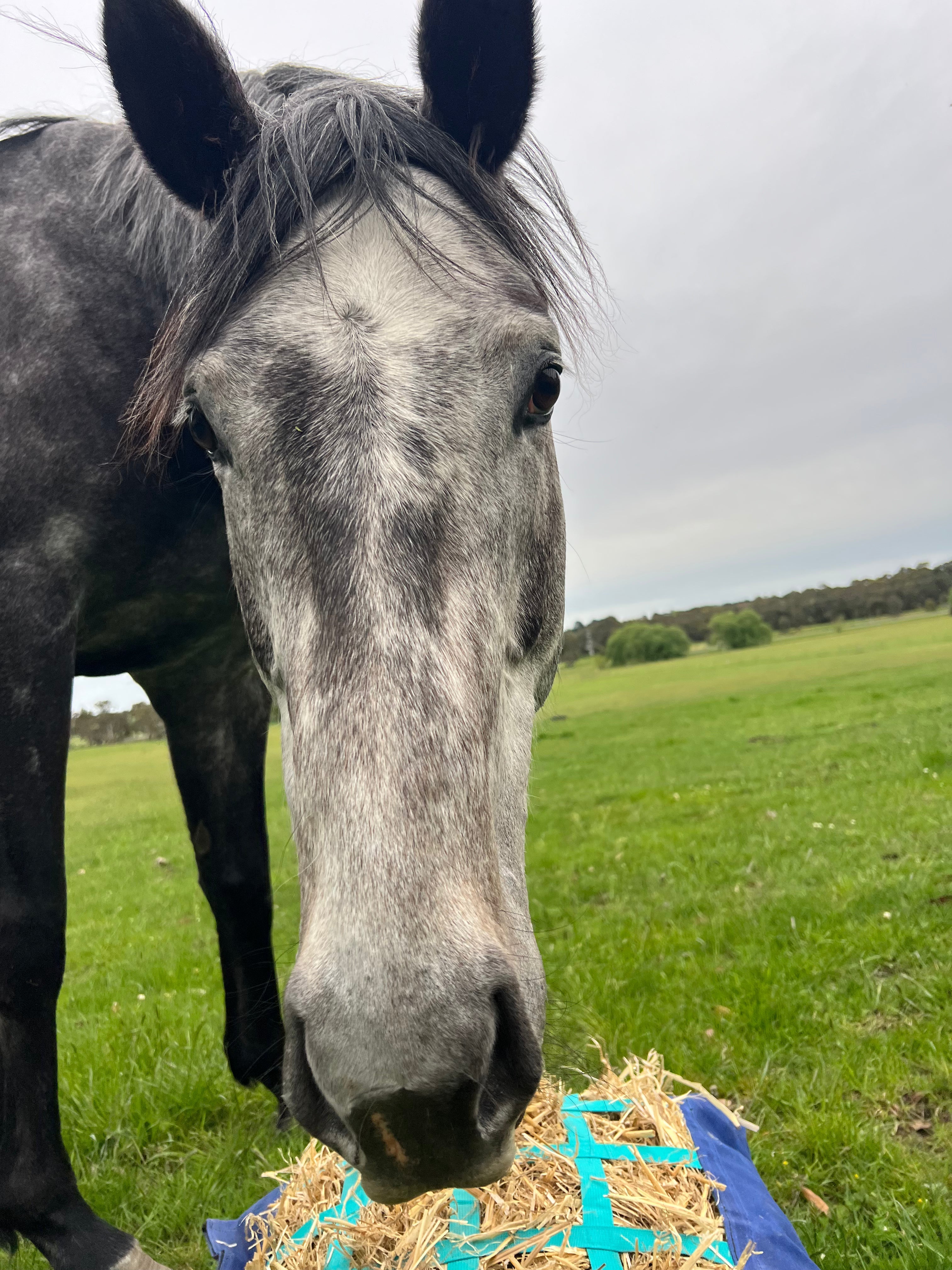 The Science Behind The Ground Grazer – Evidence & References