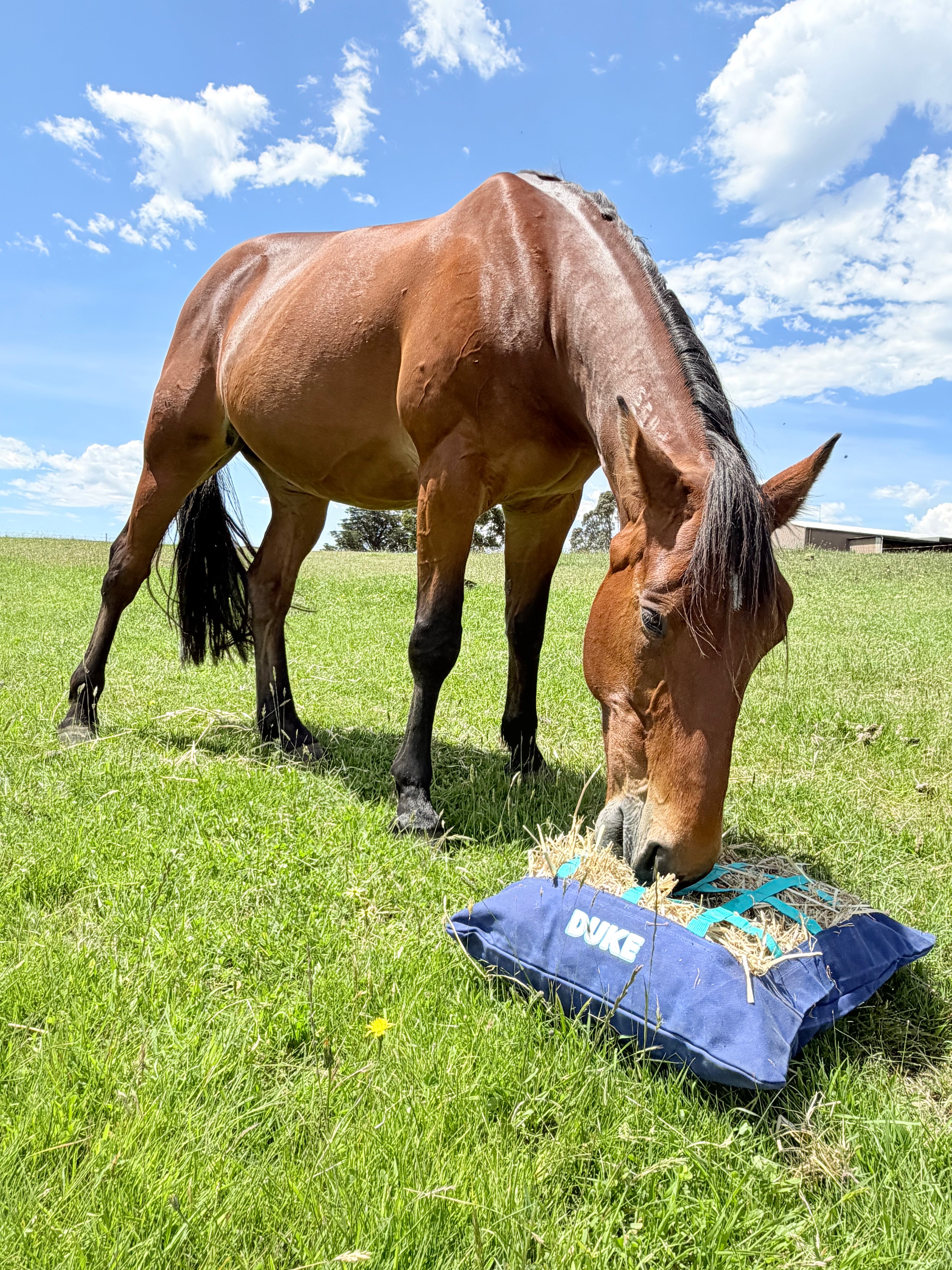 The Ground Grazer - Stable Savers Bundle (5)
